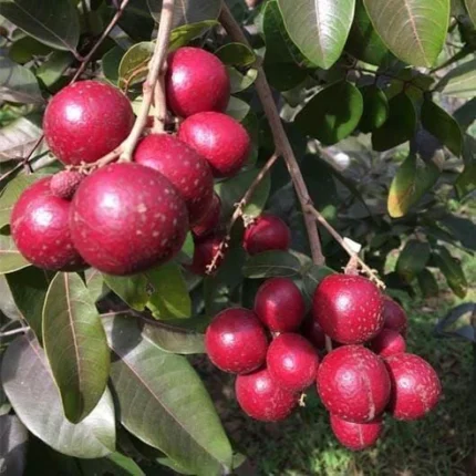 Ruby Longan plant online India buy Ruby Longan fruit plant Ruby Longen plant price India red longan plant online India exotic fruit plants for home garden India grafted Ruby Longan plant price Ruby Longan sapling online India rare fruit plants India all season Ruby Longan plant Ruby Longan cultivation in India best fruit plants for terrace garden India Ruby Longan tree price India sweet Ruby Longan live plant red skin longan plant India hybrid Ruby Longan fruit plant buy exotic fruit saplings India Ruby Longan plant care India Ruby Longan fruit plant nursery dragon eye fruit plant India Ruby Longan 4 times fruiting plant