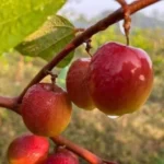 Miss India Apple Ber plant Buy Apple Ber plants online India Miss India Apple Ber price in India Grafted Apple Ber fruit plants Best fruit plants for home garden India Miss India Apple Ber farming profit Thai Apple Ber plant nursery West Bengal Apple Ber varieties in India Hybrid Apple Ber plants online Miss India Apple Ber nursery near me High yield fruit plants India Rare fruit plants online India Apple Ber plant care and maintenance Commercial Apple Ber farming India Miss India Apple Ber yield per plant Exotic fruit plants for terrace garden Red Apple Ber plant online India Best nursery for Apple Ber in Kolkata Miss India Apple Ber plantation guide All India delivery fruit plants