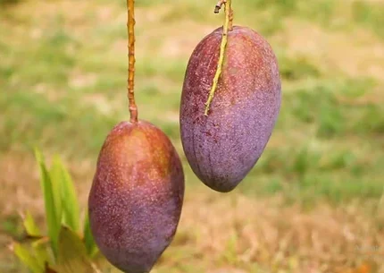 To help your website rank effectively in India, I have selected 20 high-volume keywords and SEO-optimized content specifically for the King of Chakapat Mango Plant. SEO Keywords (Top 20 for India) King of Chakapat Mango Plant Buy mango plants online India Exotic mango varieties in India Thai Chakapat mango plant Best mango plant for home garden Chakapat mango tree price Hybrid mango plants India Rare fruit plants online Sweetest mango varieties in India Grafted mango plants for sale Terrace garden fruit plants India All season mango plant King of Chakapat mango original variety High yield mango plants Tropical fruit trees India Dwarf mango plants for pots Online nursery West Bengal Thai King of Chakapat mango Most expensive mango plants India Mango plant home delivery India