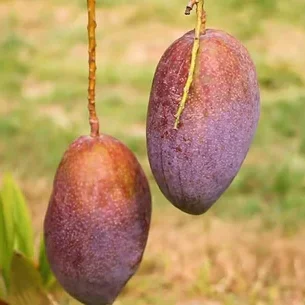 Buy Original King of Chakapat Mango Plant Online | Premium Thai Variety To help your website rank effectively in India, I have selected 20 high-volume keywords and SEO-optimized content specifically for the King of Chakapat Mango Plant. SEO Keywords (Top 20 for India) King of Chakapat Mango Plant Buy mango plants online India Exotic mango varieties in India Thai Chakapat mango plant Best mango plant for home garden Chakapat mango tree price Hybrid mango plants India Rare fruit plants online Sweetest mango varieties in India Grafted mango plants for sale Terrace garden fruit plants India All season mango plant King of Chakapat mango original variety High yield mango plants Tropical fruit trees India Dwarf mango plants for pots Online nursery West Bengal Thai King of Chakapat mango Most expensive mango plants India Mango plant home delivery India