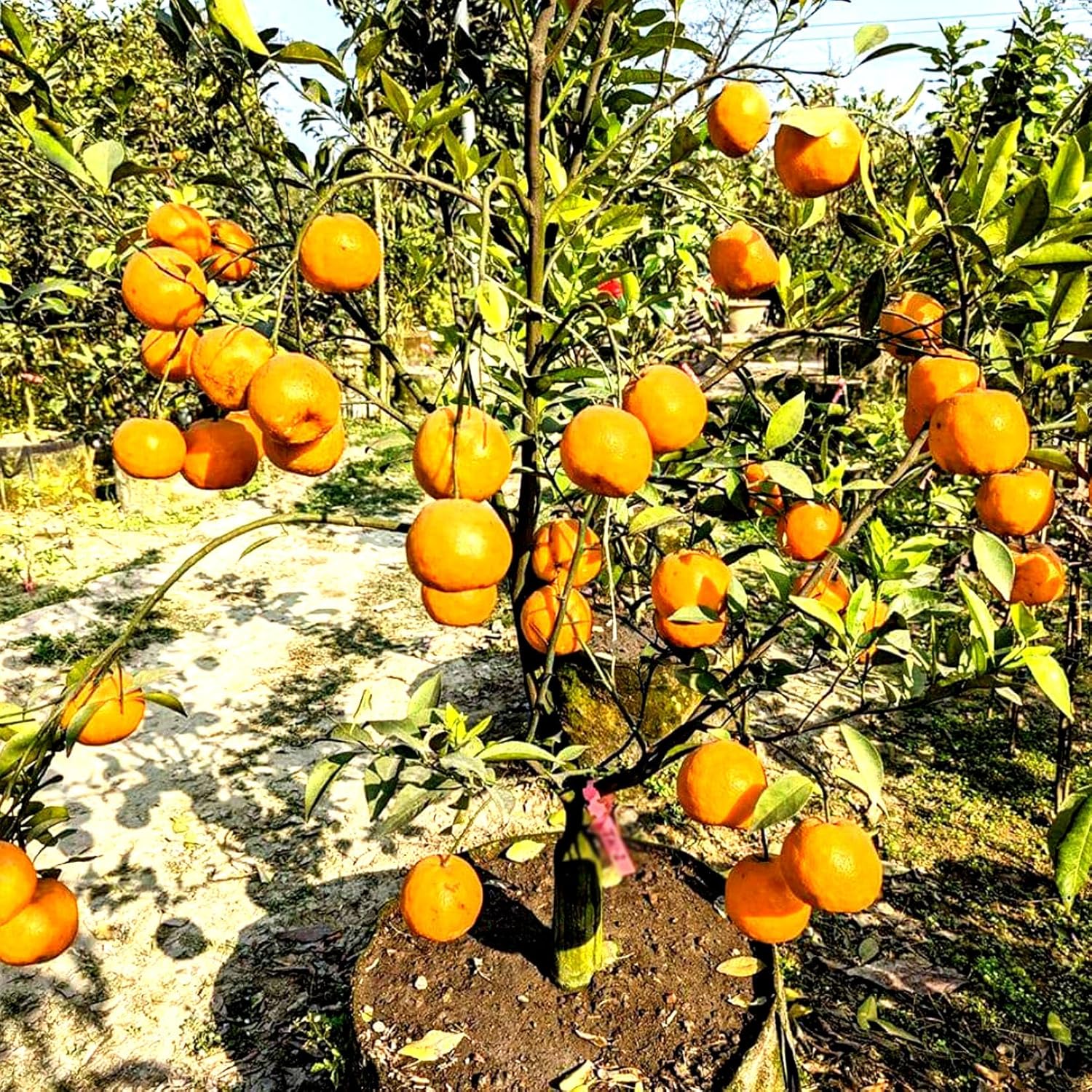 Buy Darjeeling Orange Plant Online in India | Premium Fruit Plants Delivery darjeeling orange plant online India buy orange plant online India orange fruit plant price India darjeeling orange tree for sale best orange plant for home garden citrus plant online India grafted orange plant India sweet orange plant online fruit plants online India buy citrus plants online India orange sapling online India darjeeling orange nursery India orange tree plant delivery India buy fruit plants online India indoor orange plant India terrace gardening fruit plants India organic fruit plants India fast growing orange plant India orange plant for balcony garden premium fruit plants India