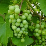 green grapes plant buy grapes plant online India grape vine plant India green grapes fruit plant price buy grape tree online home gardening grape plant fruit plants online India grape plant for terrace garden seedless green grapes plant best grape plant India grape plant nursery India buy fruit plants online organic grape plant live grape plant online fast growing fruit plants India grape farming plants India grape plant home delivery India sweet green grapes plant climbing grape vine plant indoor outdoor grape plant