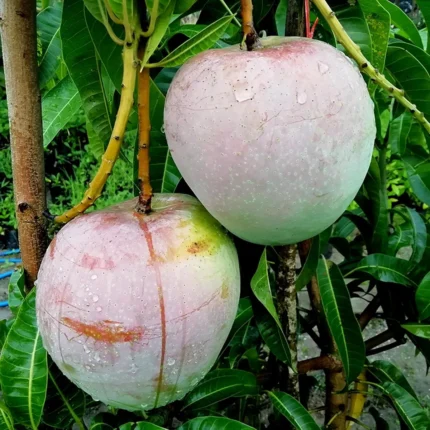 Buy R2E2 Mango Plant Online India Australian R2E2 Mango Plant Price Grafted R2E2 Mango Live Plant Best Exotic Mango Varieties in India R2E2 Mango Tree for Sale Hybrid Mango Plants Nursery West Bengal Giant Red Mango Plant India All India Mango Plant Delivery R2E2 Mango Cultivation Tips India Premium Fruit Plants Online India R2E2 Mango vs Alphonso Comparison High Yield Mango Varieties for Home Garden Original Australian R2E2 Grafted Plant Rare Mango Collection India 2026 Fruit Plants for Terrace Garden India R2E2 Mango Plant Near Me Big Size Red Mango Variety Disease Resistant Mango Plants India Best Nursery for Exotic Fruit Plants Buy Mango Saplings Online Cash on Delivery