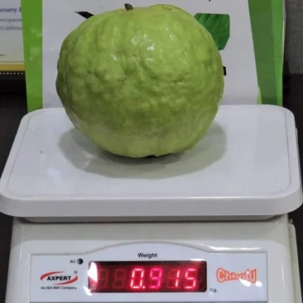 VNR Guava plant online India Buy guava plant online India VNR guava tree price India High yield guava plant India Guava fruit plant online delivery Best guava plant for home garden VNR guava variety India Buy fruit plants online India Guava plant nursery India Hybrid guava plant India Fast growing guava plant India Online plant delivery India Guava tree for terrace garden Best fruit plants for home India Organic guava plant India Guava plant price India VNR guava sapling online Buy live plants online India Home gardening fruit plants India Guava plant online shopping India