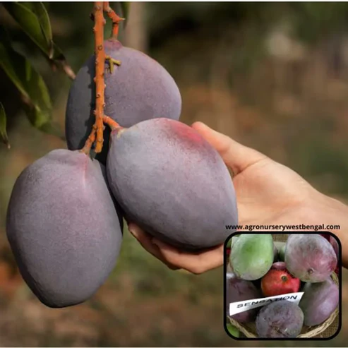 Premium Sensation Mango Plant – Rare Red Hybrid Variety for Your Garden Sensation mango plant price in India Best mango varieties for home garden India Red mango plant online India Sensation mango tree height and care Hybrid mango plants for sale in West Bengal All season mango plant nursery Kolkata High yield mango varieties in India 2026 Sensation mango fruit taste and benefits Dwarf mango plants for terrace garden India Buy grafted mango plants online India Rare exotic fruit plants nursery India Sensation mango vs Miyazaki mango India Best fertilizer for mango plants in India Fiberless mango varieties in India Sensation mango planting season India Fast growing fruit plants for Indian climate Mango plant nursery near me with price Most expensive mango plants in India Red Diamond guava and Sensation mango combo Buy fruit plants online India free shipping
