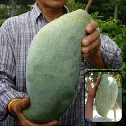 Gemini said SEO Strategy for Brunei King Mango Plants Here are the top 20 Google ranking keywords for the Indian market, along with optimized content for your website. 20 Popular SEO Keywords (India): Brunei King Mango Plant 4kg Mango Plant Price in India Buy Brunei King Mango Online Grafted Mango Trees India Exotic Fruit Plants for Home Garden Biggest Mango Variety in India Brunei King Mango Tree Saplings Sweetest Hybrid Mango Plants Large Size Mango Plants Online Brunei King Mango Yield and Care Rare Mango Varieties India Best Fruit Nursery India All Season Mango Plants Online Hybrid Fruit Plants India 4kg Mango Variety Price Brunei King Mango Grafted Plant Mango Plants for Terrace Garden Online Plant Nursery India Premium Fruit Trees India Buy Grafted Fruit Plants Online