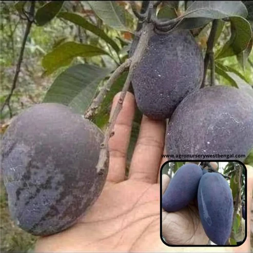 Black Kasturi Mango Plants Online India | Premium Rare Mango Saplings for Sale Black Kasturi Mango Plant Black Kasturi Mango Plant online India Buy Black Kasturi Mango Plant Kasturi Mango Plant India Rare mango plants India Mango plants online India Buy mango plants online Best mango plant nursery India Fruit plants online India Mango saplings for sale India Premium mango plants India Organic mango plant India High yield mango plant Dwarf mango plant India Mango plant for home garden Kasturi mango sapling Black mango plant India Exotic mango plants India Buy fruit plants online India Live mango plants delivery India Mango tree nursery online Grafted mango plants India Fast growing mango plant Best fruit plants for garden Mango plant price India Hybrid mango plants India Terrace gardening mango plant Home gardening fruit plants Indian mango plant varieties Online plant nursery India