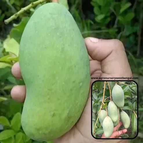 Buy Thai All Time Mango Plant Online India | Grafted All Season Mango Sapling thai all time mango plant online buy all season mango plant india thai baramasi mango plant price grafted mango plants online india thai katimon mango plant online all time mango plant for home garden sweet all season mango sapling thai dwarf mango plant india best all time mango variety in india buy fruit plants online india thai all time mango plant price in nursery hybrid mango plant for terrace garden mango plant that fruits 3 times a year all season grafted mango tree thai green mango plant online katimon mango plant price india buy live mango plants free shipping fast growing mango tree india thai all time mango plant care best nursery for mango plants in india