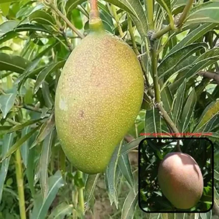 Subarnarekha Mango Plants Subarnarekha Mango Plant price India Buy Subarnarekha Mango Plants online Subarnarekha Mango tree India Mango plants online India High yield mango plants India Best mango variety in India Subarnarekha aam plant Mango saplings for sale India Hybrid mango plants India Fruit plants online India Buy mango tree online India Subarnarekha mango farming Mango plant nursery India Fast growing mango plants Grafted mango plants India Sweet mango variety India Mango plants for home garden Commercial mango farming plants Indian mango tree plants Organic mango plants India Mango plant care India Best fruit plants to grow in India Subarnarekha mango benefits Online nursery plants India Mango plant delivery India Exotic mango plants India Top mango varieties India Mango plantation plants High quality mango saplings