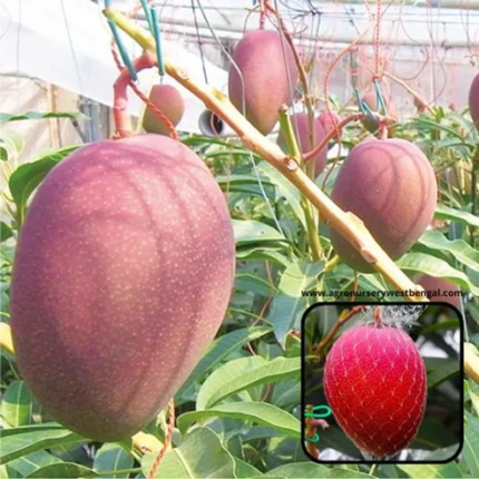 miyazaki mango plant miyazaki mango plant price in india buy miyazaki mango plant online india miyazaki mango sapling india japanese miyazaki mango plant miyazaki mango tree india miyazaki mango plant online miyazaki mango price india miyazaki mango farming india miyazaki mango plant care red mango plant india premium mango plants india exotic mango plants india miyazaki mango nursery india miyazaki mango plant kolkata rare mango plants india high yield mango plants grafted miyazaki mango plant miyazaki mango tree price best mango plants for home garden miyazaki mango fruit plant buy rare mango plants online indian climate mango plants fast growing mango plants india miyazaki aam plant miyazaki mango benefits organic mango plant india terrace gardening mango plant home garden mango plant india export quality mango plant