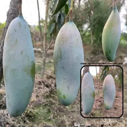 Three Taste Mango Plant Buy Mango Plants Online India Hybrid Mango Plant India Grafted Mango Plant for Sale Best Mango Plant for Home Garden Mango Plant Price in India High Yield Mango Tree Sweet Mango Plant India Mango Tree for Terrace Garden Exotic Mango Variety India Fast Growing Mango Plant Mango Sapling Online India Rare Mango Plants India Mango Plant Nursery Near Me Mango Tree Online Shopping Indoor Mango Plant India Outdoor Mango Plant India Fruit Plants Online India Buy Fruit Plants Online Mango Plant Care India Best Mango Variety for India Organic Mango Plant India Mango Tree for Balcony Dwarf Mango Plant India Juicy Mango Variety Plant Premium Mango Plants India Home Gardening Mango Plant Mango Plant Delivery India Healthy Mango Saplings Top Mango Plants India