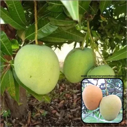 Himsagar mango plant online India Original Himsagar mango tree price Buy grafted Himsagar mango plant Best mango variety for home garden India Khirsapati mango plant nursery Himsagar mango plant height and care Sweetest mango plants in West Bengal Hybrid Himsagar mango plant for sale All India delivery fruit plants nursery Dwarf Himsagar mango tree for pots Himsagar mango seasonal availability India Mango plant nursery near me Original Malda Himsagar mango saplings How to grow Himsagar mango from graft Exotic fruit plants online India 2026 Himsagar vs Alphonso mango plant Organic mango plant fertilizers India High yield mango varieties in India Himsagar mango tree plantation guide Buy fruit plants online with free shipping