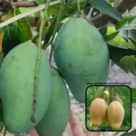 Bari 11 mango plant online India All season mango plant price Best high yield mango variety India Bari 11 mango plant nursery Kolkata Grafted Bari 11 mango tree for sale Hybrid mango plants online shopping Buy mango plants online India Bari 11 mango fruit characteristics Top quality fruit plants nursery West Bengal All-India delivery mango plants Bari 11 mango plant care tips Sweetest all-season mango variety Terrace garden mango plants India Commercial mango farming India 2026 Bari 11 mango yield per tree Exotic fruit plants online India Best nursery for mango plants in India Bari 11 mango tree height and growth Organic mango plant fertilizers India Buy grafted fruit trees India