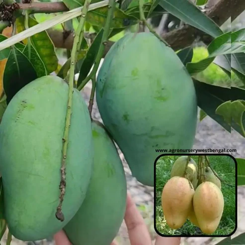 Premium Bari 11 Mango Plants: All-Season High-Yield Grafted Trees Bari 11 mango plant online India All season mango plant price Best high yield mango variety India Bari 11 mango plant nursery Kolkata Grafted Bari 11 mango tree for sale Hybrid mango plants online shopping Buy mango plants online India Bari 11 mango fruit characteristics Top quality fruit plants nursery West Bengal All-India delivery mango plants Bari 11 mango plant care tips Sweetest all-season mango variety Terrace garden mango plants India Commercial mango farming India 2026 Bari 11 mango yield per tree Exotic fruit plants online India Best nursery for mango plants in India Bari 11 mango tree height and growth Organic mango plant fertilizers India Buy grafted fruit trees India