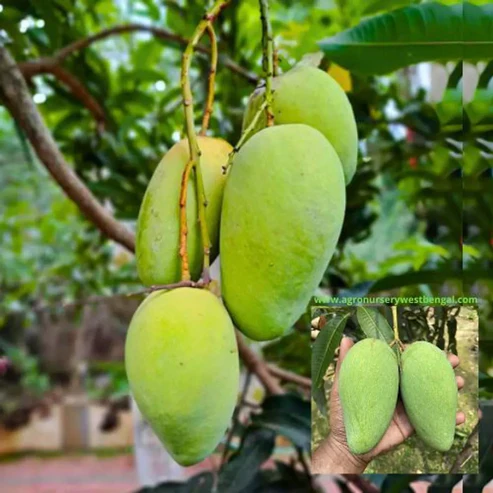 All Time Katimon Mango Plant – Buy Premium Hybrid Mango Tree Online in India katimon mango plant online India all time mango plant India buy mango plant online India hybrid mango plant India katimon aam plant price India mango plant home delivery India grafted mango plant India best mango plant for home garden terrace mango plant India fast growing mango plant India high yield mango plant India evergreen mango plant India mango nursery online India fruit plants online India buy fruit plants India sweet mango plant India mango tree for terrace gardening live mango plant online India best hybrid mango variety India katimon mango tree India