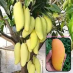 thai banana mango plant online buy mahachanok mango plant india thai banana mango price in india grafted mango plants online india exotic mango varieties in india banana mango live plant thai yellow mango plant online mango saplings online india best mango plant for terrace garden thai banana mango plant nursery all season mango plant india hybrid mango plants for home garden thai mango plant price list mahindra nursery mango varieties long mango variety india thai banana mango tree height grafted thai mango saplings buy exotic fruit plants india thai banana mango taste profile fast growing mango plants india