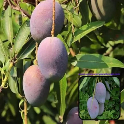 Pusa Ambika Mango Plant Buy Pusa Ambika Mango Plant Online Pusa Ambika Mango Tree India Hybrid Mango Plants India Best Mango Plants for Home Garden High Yield Mango Plant India Mango Plant Online India Buy Mango Tree Online India Pusa Mango Variety Plant Grafted Mango Plants India Mango Plants for Terrace Garden Fast Growing Mango Plant India Sweet Mango Variety India Mango Nursery India Online Fruit Plants Online India Best Mango Variety for Farming Mango Plants Home Delivery India Indoor Mango Plant India Organic Mango Plant India Pusa Ambika Mango Tree Price India