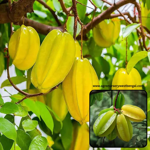 Premium Sweet Star Fruit (Grafted) Plant – High-Yield & Sweet Variety for Home Gardens Sweet Star Fruit plant price India Buy Star Fruit plant online Grafted Kamrakh plant for sale Sweet Star Fruit tree care India Hybrid Star Fruit plant price Best Sweet Star Fruit variety India Kamrakh ka podha price Star Fruit plant for terrace garden Dwarf Star Fruit plant online India Star fruit tree growth time High yield Star Fruit plants Star fruit benefits for health Buy live fruit plants online India Exotic fruit plants nursery India Grafted fruit plants online West Bengal Sweet Carambola plant price Fruit plants nursery with All India delivery Star Fruit plant fertilizer guide Thai Sweet Star Fruit plant price Best fruit plants for home garden India