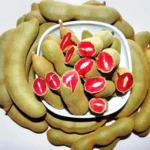 Red Imli plant online India Sweet tamarind plant India Red tamarind plant buy online Imli plant price India Rare fruit plants India Exotic fruit plants India Tamarind plant online India Sweet imli tree plant Red imli fruit plant price Buy tamarind plant online Best fruit plants for home garden India Organic fruit plants India Hybrid tamarind plant India Fast growing fruit plants India Terrace gardening fruit plants Rare plants nursery India Red imli sapling online Sweet tamarind tree India Fruit plants home delivery India Gardening plants online India Exotic plants for sale India Buy rare plants online India Tamarind tree sapling India High yield fruit plants India Live fruit plants online India Indian fruit plants nursery Red imli tree benefits Sweet tamarind benefits Easy growing fruit plants India Outdoor fruit plants India