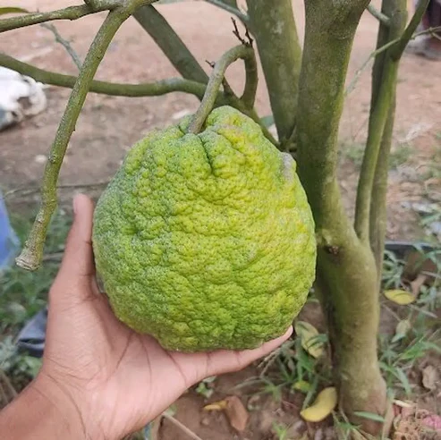 Buy Vietnam Malta Fruit Plant Online India | Sweet & High-Yielding vietnam malta plant online india buy vietnam malta fruit plant vietnam all time malta plant price grafted vietnam malta orange sweet malta fruit plant live vietnam malta mosambi plant best citrus plants for home garden india vietnam malta plant benefits buy fruit plants online india all time orange plant for pot vietnam malta variety in india high yield citrus plants india vietnam malta tree height dwarf malta plant for terrace garden vietnam sweet orange live plant grafted malta plant nursery near me vietnam malta fruit weight sweetest mosambi plant in india organic vietnam malta farming india vietnam malta plant care in hindi