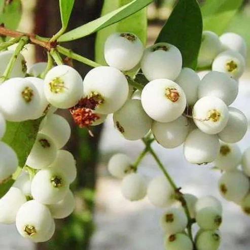 Buy Cat Eye Berry Fruit Plant Online India | Rare Poocha Pazham Live Plant cat eye berry plant online india buy poochapazham plant online syzygium zeylanicum live plant india cat eye fruit plant price rare fruit plants for home garden india buy exotic fruit plants online india poocha pazham benefits for health cat eye berry sapling for sale medicinal fruit plants india online best nursery for rare fruit plants cat eye berry plant care india poochapazham plant in keralanursery white berry fruit plant india syzygium zeylanicum common name in india buy live fruit plants for terrace garden tropical exotic fruit plants india cat eye berry plant price in india grafted cat eye fruit plant online unique ornamental fruit plants india poochapazham fruit plant price