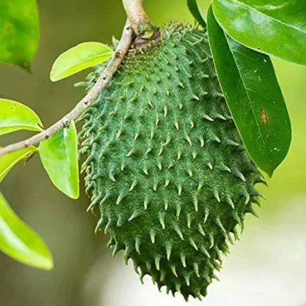 corsal fruit plant online india buy soursop plant online india lakshman phal plant price graviola live plant india buy corossol fruit plant grafted soursop plant online mullatha plant price in india hanuman phal plant online buy exotic fruit plants india soursop tree for home garden corsal fruit sapling price hybrid soursop plant india buy lakshman phal tree graviola fruit plant nursery best soursop variety in india exotic fruit plants for terrace garden annona muricata plant india soursop plant with free shipping buy cancer fruit plant india corsal fruit plant benefits india