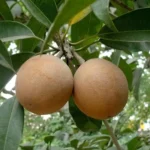 Cricket Ball Chiku plant Sapota plant online India Buy Chiku fruit tree Grafted Cricket Ball Chiku Calcutta Large Sapota Best Chiku variety in India Chiku plant price Sweetest Sapodilla plant Fruit plants for home garden All season Chiku plant Exotic fruit plants India Chiku tree care tips Grafted fruit plants online High yield Chiku variety Sapota tree for terrace garden Dwarf Chiku plant India Organic Chiku fruit plant Manilkara zapota India Hybrid Chiku plant online Tropical fruit nursery India