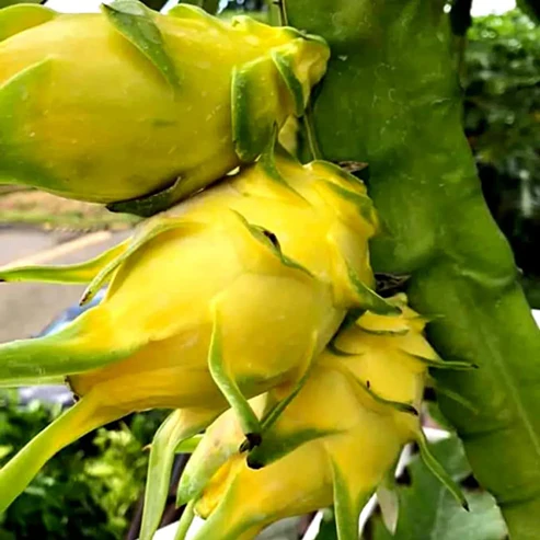 Buy Premium Yellow Dragon Fruit Plants Online India | High-Yielding Pitaya yellow dragon fruit plant online india buy yellow pitaya plant india yellow dragon fruit plant price sweetest dragon fruit variety india yellow dragon fruit saplings online hylocereus megalanthus plant india yellow dragon fruit nursery near me israel yellow dragon fruit plant india grafted yellow dragon fruit plant yellow dragon fruit plant for terrace garden exotic fruit plants online india yellow dragon fruit farming in india buy live dragon fruit plants india yellow dragon fruit plant height hybrid yellow dragon fruit india best dragon fruit plant for home garden yellow dragon fruit cutting online kamalam fruit plant yellow variety yellow dragon fruit plant care india rare fruit plants online shopping india