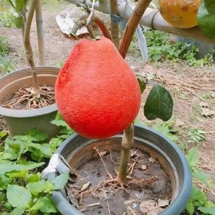 red jambura plant online buy red pomelo plant india grafted chakotra plant price red batabi lebu plant online thai red pomelo live plant hybrid red jambura fruit plant buy chakotra fruit tree india red pomelo grafted plant price lal batabi lemon plant online giant chakotra plant for sale jambura plant nursery near me sweet red pomelo plant india red flesh pomelo plant online citrus maxima fruit plant india all time jambura plant price kambili naranga plant online big size chakotra fruit plant red jambura tree for garden buy live fruit plants india best pomelo variety in india