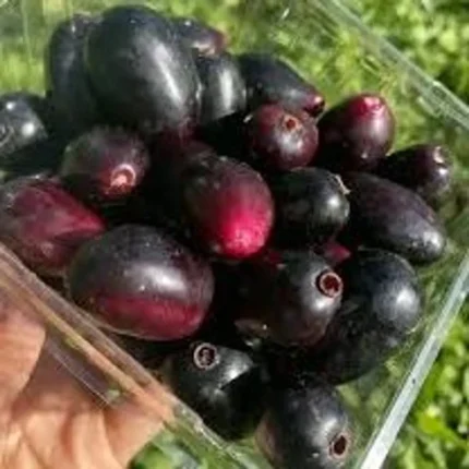 Thai King Jamun plant online India Buy Jamun plant online India Black Jamun fruit plant India Thai Jamun tree price India Jamun plant home delivery India Best fruit plants to grow in India Jamun tree for terrace gardening High yield Jamun plant India Jamun sapling online India Syzygium cumini plant buy online Fast growing fruit plants India Organic fruit plants online India Jamun tree for farming India Sweet Jamun variety plant Jamun plant nursery India Buy fruit plants online India Jamun tree care India Large fruit Jamun plant Indoor outdoor fruit plants India Thai King Jamun sapling India