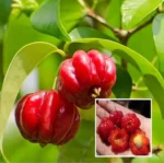 Red Surinam Cherry plant online India Buy Surinam Cherry fruit plants Eugenia Uniflora plants for sale India Rare fruit plants for home garden India Surinam Cherry plant price in India Best fruit plants for balcony gardening India Red Pitanga plant online Exotic tropical fruit plants India Surinam Cherry tree care in India Brazilian Cherry plant nursery India High yield fruit plants for terrace garden Vitamin C rich fruit plants India Red Surinam Cherry seeds India Evergreen fruit trees for Indian climate Dwarf Surinam Cherry plant India Best online nursery for fruit plants India Rare berry plants for sale India Surinam Cherry health benefits and cultivation Ornamental fruit plants for landscaping India Buy live fruit plants online India