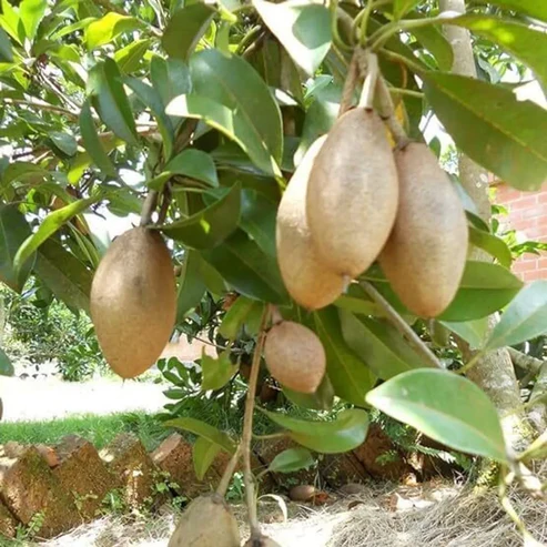 Buy Long Chiku Fruit Plants Online India | High-Yielding Grafted Sapota long chiku plant online india buy sapota plant online chiku live fruit plant price long variety sapota sapling grafted chiku plant for home garden buy sapodilla plant india hybrid chiku plant nursery chiku tree online shopping long sapota fruit plant india best chiku variety for pots sapota tree price in india buy grafted sapota plants all season chiku plant online chikoo tree for sale india how to grow chiku in pots india high yielding chiku saplings chiku plant nursery near me organic sapota fruit plant long chiku tree benefits buy live fruit plants india