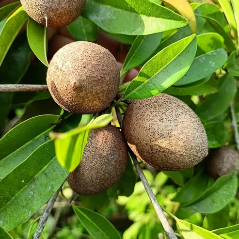 Buy Premium Chiku (Sapota) Fruit Plants Online in India | Grafted & High-Yielding chiku plant online india buy sapota plant online grafted chiku plant price hybrid chikoo plant online kalipatti chiku plant india cricket ball sapota plant chiku plant for home garden dwarf chiku tree for pots sapodilla fruit plant online chiku nursery near me buy fruit plants online india all time chiku plant india thai variety chiku plant chiku sapling price in india sapota tree online shopping sweet chiku live plant pkm 1 sapota plant online chiku plant for terrace garden high yield chiku variety india live chikoo plant free shipping