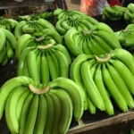 g9 banana plant online india buy tissue culture banana plants grand naine banana saplings price g9 banana tree live plant high yield banana plants india banana tissue culture nursery near me g9 banana cultivation in india buy fruit plants online india hybrid banana plant for home garden g9 banana plant price per piece best banana variety for farming in india grand naine banana plant online tissue culture g9 kela plant dwarf cavendish banana plant india g9 banana plant benefits live banana saplings free shipping commercial banana farming plants india disease free banana tissue culture g9 banana plant yield per acre buy g9 banana plants west bengal