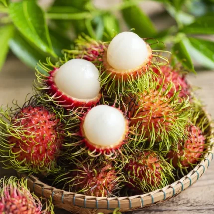Rambutan fruit plant price in India Buy Rambutan plant online India Best Rambutan variety for Kerala and West Bengal Grafted Rambutan plants for sale Rambutan N18 plant price Exotic fruit plants online India Rambutan farming in India 2026 High yield Rambutan saplings Rambutan plant care and maintenance Rare tropical fruit plants India Hybrid Rambutan plant nursery Rambutan tree growing conditions in India King Rambutan plant price online Buy fruit plants online India cash on delivery Thai variety Rambutan plants India Rambutan vs Litchi plant cultivation Best organic fertilizer for Rambutan tree Rambutan fruit season in India Dwarf Rambutan tree for home garden All India delivery nursery for exotic plants