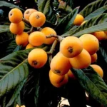 loquat fruit plant online India buy loquat plant India loquat tree for sale India loquat fruit plant price India best loquat plant nursery India loquat plant home delivery India loquat fruit tree India Japanese plum plant India loquat sapling India loquat plant care India loquat tree growing India buy fruit plants online India exotic fruit plants India rare fruit plants India loquat plant Kolkata loquat plant West Bengal fast growing fruit plants India high yield fruit plants India organic fruit plants India loquat tree benefits loquat fruit benefits India loquat plant online nursery healthy loquat plant India best fruit plants for home garden India terrace gardening fruit plants India evergreen fruit trees India sweet fruit plants India live fruit plants online India buy gardening plants India loquat grafted plant India