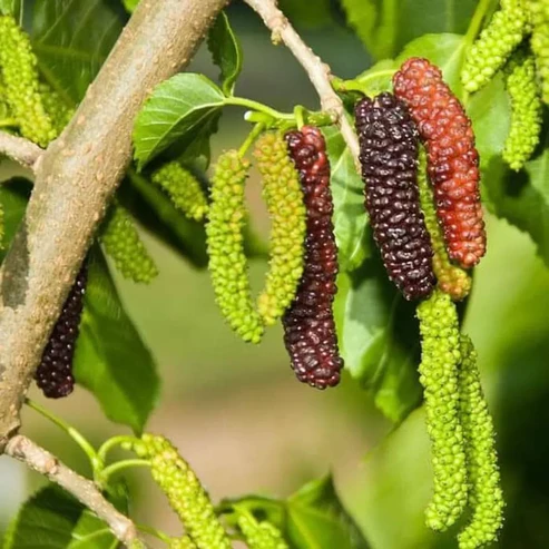 Buy Long Mulberry Fruit Plants Online in India | Sweet & Healthy Mulberry Trees Long mulberry plant online India Buy mulberry plant online India Long mulberry fruit plant price India Mulberry tree online India Sweet mulberry plant India Mulberry sapling online India Buy fruit plants online India Mulberry plant home garden India Long mulberry tree benefits Mulberry plant nursery India Organic mulberry plant India Fast growing fruit plants India Mulberry plant for terrace garden Best fruit plants to grow in India Long mulberry plant care India Buy mulberry tree cheap India Mulberry plant online delivery India Healthy fruit plants India Exotic fruit plants India Mulberry farming plants India
