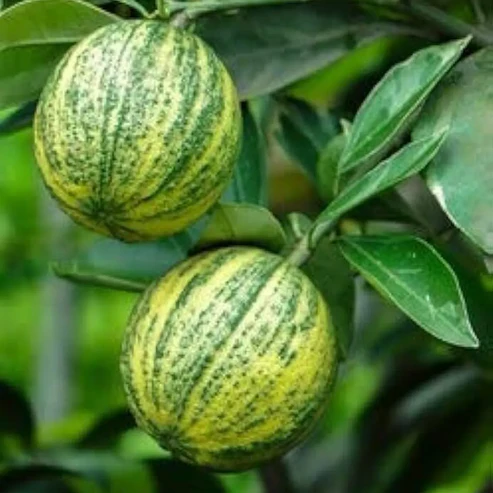 Buy Variegated Malta Fruit Plant Online India | Grafted & High-Yielding variegated malta plant online india buy variegated malta fruit plant striped malta lemon plant price variegated mosambi plant online grafted variegated malta sapling thai variegated malta fruit plant exotic citrus plants online india variegated malta plant for home garden buy striped orange plant india variegated malta live plant nursery hybrid malta fruit plant price best variegated citrus plants india variegated malta plant in pots rare fruit plants online india variegated malta lemon tree price grafted malta mosambi plant online variegated leaves fruit plant india sweet malta orange plant online variegated vietnam malta plant online plant nursery india fruit plants