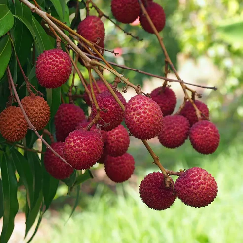 Buy Chinese Litchi Fruit Plants Online in India | High Yield Litchi Trees for Sale Chinese litchi plant online India buy litchi plant online India litchi fruit plant price India best litchi plant for home garden hybrid litchi plant India litchi tree for sale online live litchi plant delivery India sweet litchi plant buy online high yield litchi plant India grafted litchi plant online litchi plant nursery India buy fruit plants online India litchi sapling online India fast growing litchi plant litchi farming plants India terrace gardening fruit plants organic litchi plant India litchi plant home delivery best fruit plants online India premium litchi plant India