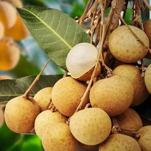 Premium 4 Season Longan Fruit Plants | Buy All-Season Fruit Trees Online India Buy Longan fruit plant online India 4 Season Longan plant price Best fruit plants for home garden in India All season Longan variety India Longan fruit tree cultivation in India Exotic fruit plants nursery India Longan plant height and growth Tropical fruit trees for Indian climate Dwarf Longan plant for pots High yield fruit plants for terrace garden Dragon Eye fruit plant India Kohala Longan plant India Longan vs Litchi growing guide Evergreen fruit plants for sale Hybrid Longan plant nursery Fast growing fruit trees India Longan fruit benefits and uses Thai variety Longan plant India Best fertilizer for Longan tree Grafted Longan fruit plant online