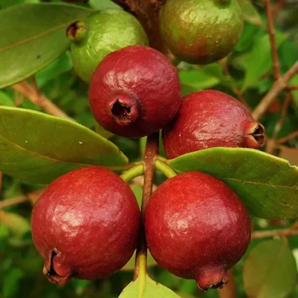 red strawberry guava plant strawberry guava plant india buy strawberry guava plant online india red guava plant online exotic guava plants india strawberry guava tree for sale guava fruit plants online india rare fruit plants india red guava plant price india strawberry guava plant care buy guava plants online fast growing fruit plants india terrace gardening fruit plants home garden fruit plants india organic fruit plants india guava plant for pots high yield guava plant best fruit plants for home garden strawberry guava sapling india tropical fruit plants india buy exotic fruit plants india guava tree nursery india red fruit guava plant indian fruit plants online guava plant home delivery easy growing fruit plants best guava variety india fruit plants for beginners online plant nursery india healthy fruit plants for garden