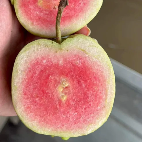 Premium Red Diamond Guava Fruit Plants: High-Yield Seedless Variety for Indian Gardens Red Diamond Guava plant online India Buy Red Diamond Guava saplings India Japanese Red Diamond Guava price India Best seedless guava variety in India Grafted Red Diamond Guava for sale Red Diamond Guava plant nursery near me Sweetest pink flesh guava variety India Red Diamond Guava farming profit in India Exotic fruit plants for home garden India High yield seedless guava plants India Red Diamond Guava plant care and maintenance Large size guava variety India 2026 Hybrid Red Diamond Guava price in India Best guava plants for terrace gardening India Red Diamond Guava fruiting time in India Organic Red Diamond Guava plant fertilizer Rare pink guava fruit plants India Red Diamond Guava vs Taiwan Pink Guava Seedless pink guava plant online India Best time to plant Red Diamond Guava in India