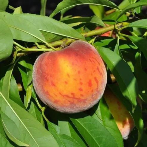 Peace Fruit Plants | Buy Exotic & Hybrid Fruit Plants Online India Online nursery India Buy fruit plants online Best fruit plants for home garden Exotic fruit plants India Hybrid fruit plants for sale Mango plant varieties online Guava plant price India Terrace garden fruit plants All season fruit plants Dwarf fruit trees for pots Thai variety fruit plants India Rare fruit plants nursery Fast growing fruit trees India Peace Lily plant online India Low maintenance outdoor plants Grafted fruit plants online Organic fruit plants for balcony Best nursery in West Bengal Fruit plant delivery India High yield hybrid plants