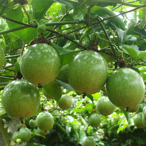 Buy Passion Fruit Plants Online India | High-Yield Exotic Vines Passion fruit plant online India Buy passion fruit plant Exotic fruit plants India Hybrid passion fruit varieties Krishna Phal plant online Passion fruit vine for sale Purple passion fruit plant India Yellow passion fruit plant India Fast growing fruit climbers Passion fruit cultivation in India Best fertilizer for passion fruit Rare fruit plants nursery Terrace garden fruit plants Passion fruit plant price Passiflora edulis plant India Giant Granadilla plant Tropical fruit plants for balcony Kaveri passion fruit variety Disease resistant fruit plants Live passion fruit plant delivery