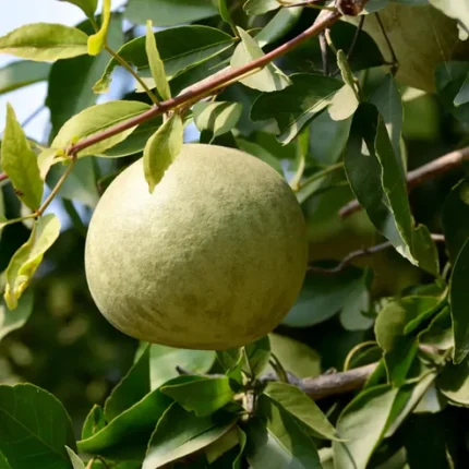 thai bel plant online india buy grafted bael plant online thai bael fruit plant price hybrid bel fruit plant saplings thai variety bael plant nursery best bael plant for home garden thai wood apple plant india sweet thai bel live plant grafted bilva plant online thai bel plant benefits and care buy live fruit plants online india thai bael vs indian bael dwarf bael plant for pot thai bael tree for sale high yielding bael variety india online nursery for fruit plants thai bel fruit plant online shopping bael fruit plant home delivery medicinal bael plant online thai matoom plant india