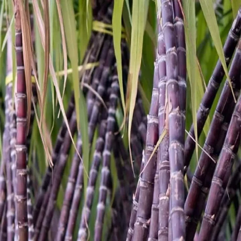 Buy Philippine Black Sugarcane Plant Online – Sweetest Hybrid Variety in India Philippine Sugarcane Plant Filipino Black Sugarcane online India Black Sugarcane plant price in India Sweetest sugarcane variety in India Buy Philippine Sugarcane plant online Exotic fruit plants India Soft black sugarcane saplings Sugarcane plant for home garden Philippine Black Sugarcane seeds India Ganna plant price India Hybrid sugarcane varieties in India Best sugarcane for terrace garden Sugarcane plant nursery West Bengal Filipino sugarcane benefits Dark purple sugarcane plant Tallest sugarcane variety India Organic sugarcane plant for sale Live sugarcane plant delivery India High yield sugarcane plant India Philippine sugarcane cultivation India