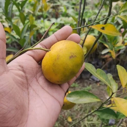 Buy Premium Chinese Orange Plants Online | Best Fruit Nursery in India Chinese Orange plant online India Calamondin orange plant care Best fruit plants for home garden India Dwarf orange tree for pots Buy Chinese Orange plant West Bengal Exotic fruit plants India Miniature orange plant for balcony Citrus plant fertilizer India Hybrid orange plant nursery Indoor fruit plants India Chinese Orange plant benefits All season fruit plants India Citrus reticulata Blanco India Terrace garden fruit plants Orange plant price in India Grafted Chinese Orange plant Best nursery in Kolkata for fruit plants Winter fruiting plants India Organic citrus plant care Small space gardening India