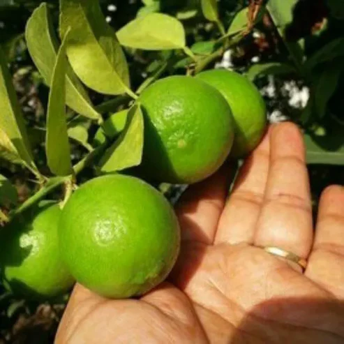 Buy Kolkata Patti Lemon Fruit Plants Online in India | High Yield Lemon Tree for Home & Farming Kolkata Patti Lemon Plant Kolkata Lemon Plant India Patti Lemon Plant Online India Buy Lemon Plant Online India Lemon Fruit Plant Kolkata Hybrid Lemon Plant India Lemon Tree Nursery India Buy Citrus Plants Online India Lemon Sapling India Best Lemon Plant for Home Garden Kolkata Patti Nimbu Plant Organic Lemon Plant India Fast Growing Lemon Tree India Lemon Plant for Terrace Garden Indoor Lemon Plant India Lemon Fruit Tree Price India Buy Lemon Tree Near Me High Yield Lemon Plant India Desi Lemon Plant India Grafted Lemon Plant India Lemon Plant for Farming India Patti Lemon Tree Benefits Citrus Lemon Plant India Lemon Tree for Balcony Garden Best Lemon Variety India Fruit Plants Online India Lemon Plant Care India Evergreen Lemon Plant India Kolkata Nursery Lemon Plant Buy Patti Lemon Tree Online