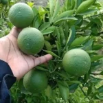 Bari 1 Malta plant price in India Buy grafted Bari 1 Malta plant online Best sweet orange variety for home garden India Bari 1 Malta fruit plant nursery West Bengal High yield citrus plants for Indian climate Bari 1 Malta vs Mosambi difference Grafted fruit plants for sale India Sweet Bari 1 Malta plant benefits Citrus sinensis Bari 1 cultivation India Fast growing fruit plants for terrace garden Seedless orange plants India Bari 1 Malta plant care and sunlight Best fruit plants for Kolkata climate Organic Bari 1 Malta farming India Dwarf citrus trees for pots India Bari 1 Malta fruiting time Hybrid fruit plants nursery India Vitamin C rich fruit plants for garden All India delivery fruit plant nursery Tropical fruit trees for backyard India