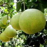 Pomelo fruit plant price in India Buy Pomelo plant online India Chakotra fruit plant nursery Hybrid Pomelo plant for home garden Grafted Pomelo plant price Devanahalli Pomelo plant online Giant citrus fruit plants India Best Pomelo varieties in India Red flesh Pomelo plant India Thai Pomelo plant online India Pummelo fruit tree saplings Citrus maxima plant nursery India Chakotra tree growing conditions India Rare fruit plants online India Pomelo plant fertilizer India White flesh Pomelo plant Big size lemon plant India Exotic citrus plants for terrace garden Pomelo farming profit per acre India Best time to plant Pomelo in India High yield Pomelo plant variety Shaddock fruit plant India Chakotra plant price in West Bengal Pomelo fruit plant in Maharashtra Healthy Pomelo saplings for sale Organic Pomelo plant nursery Fast growing fruit plants India Pomelo plant care tips India Seedless Pomelo plant India Fruit plant nursery near me